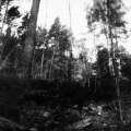 pinholeday2013019